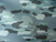 CAMUFLADO 3002